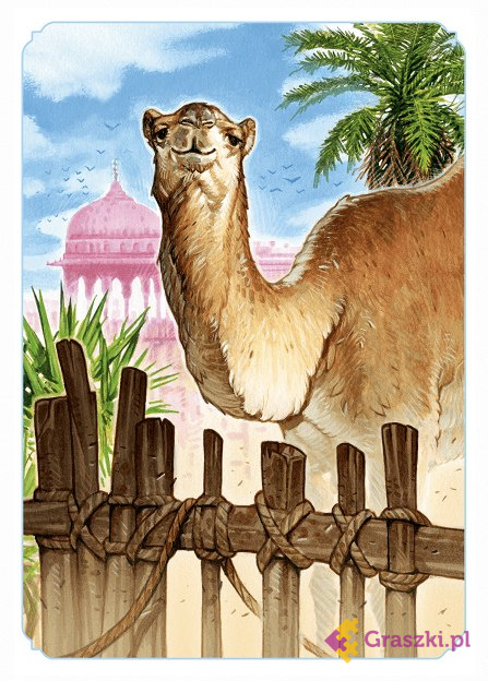 Jaipur (nowa edycja) wielbłąd